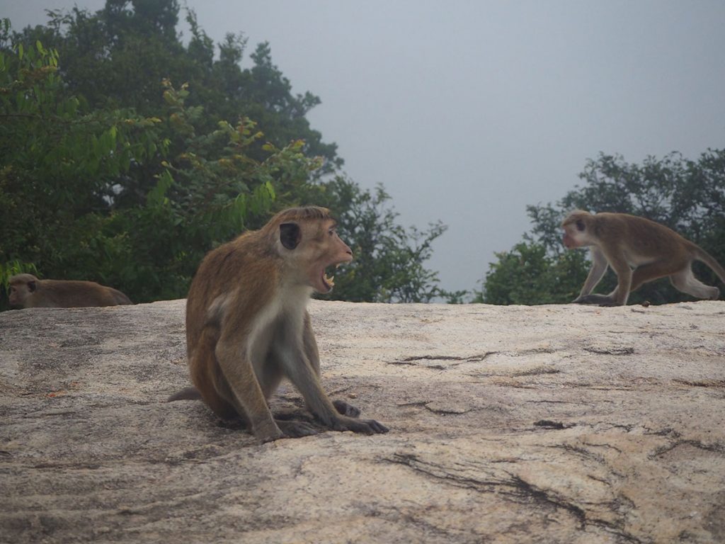 Un singe idiot sur le Pirurangala Rock