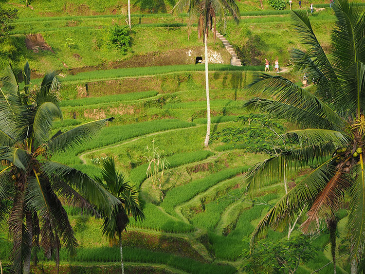 Rizières en terrasses Bali